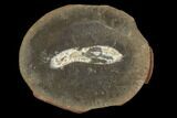 Worm (Astreptoscolex) Fossil (Pos/Neg) - Mazon Creek #113264-2